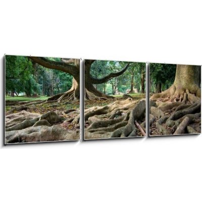 Obraz 3D třídílný - 150 x 50 cm - Primeval rainforest in Kandy, Sri Lanka Pralesní deštný prales v Kandy na Srí Lance