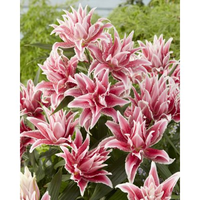 Lilie 'Roselily Lorena ®' 1 ks – Hledejceny.cz