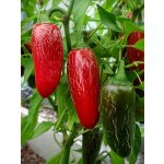 Semena Jalapeno Chichimeca – Zboží Dáma