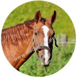 Obrázek Jedlý papír Kůň A – Zbozi.Blesk.cz