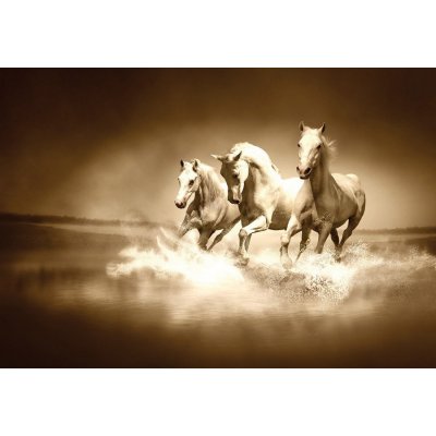 Postershop Obraz na plátně: Koně (4) - 75x100 cm – Zboží Mobilmania