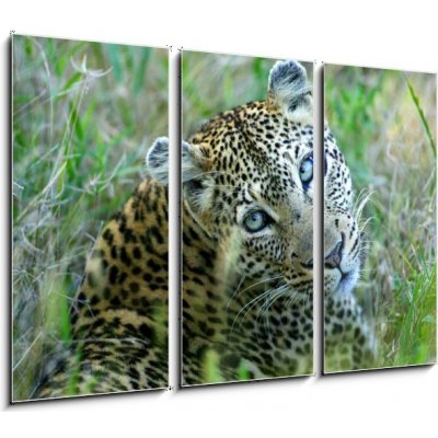 Obraz 3D třídílný - 105 x 70 cm - Leopard leopard leopards animální – Hledejceny.cz