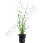 Cyperus helferi - Šáchor Helferův – Zboží Dáma