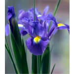 Kosatec Purple Sensation - Iris hollandica - cibuloviny - 3 ks – Sleviste.cz
