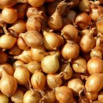 Cibule sazečka Sturon Allium cepa cibulky 250 g – Hledejceny.cz