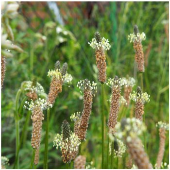 Jitrocel kopinatý - Plantago lanceolata - osivo jitrocele - 100 ks