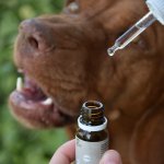 Cure Point CBD PET 5% Olej pro psy 10 ml – Zboží Mobilmania