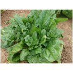 Špenát setý zelný Monnopa - Spinacia oleracea - prodej semen - 100 ks – Hledejceny.cz