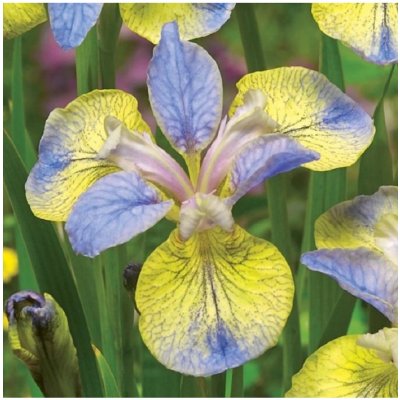 Kosatec Tipped in Blue - Iris sibirica - prodej cibulovin - 1 ks