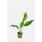 Anubias heterophylla – Zboží Mobilmania