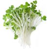 Osivo a semínko Brokolice – semínka na klíčení 10g
