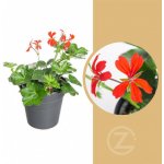 Muškát převislý jednoduchý, Pelargonium peltatum, červený, průměr květináče 10 - 12 cm – Hledejceny.cz