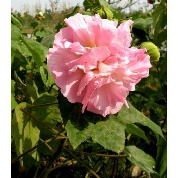 Semínka ibišku - Hibiscus mutabilis - Ibišek okrasný - prodej semen - 5 ks