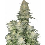 Fast Buds Wedding Cheesecake FF semena neobsahují THC 5 ks – Sleviste.cz