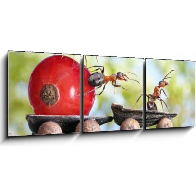 Obraz 3D třídílný - 150 x 50 cm - ants deliver red currant with trailer of sunflower seeds mravenci dodávají červený rybíz s přívěsem slunečnicových semen – Zboží Mobilmania