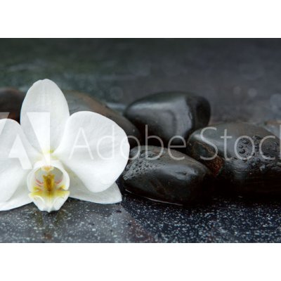 WEBLUX 113515481 Samolepka fólie White orchid and black stones close up. Bílá orchidej a černé kameny zblízka., rozměry 100 x 73 cm – Zboží Mobilmania