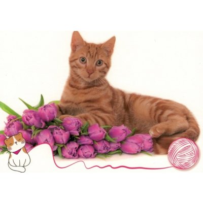 Pohlednice Kočka 93 – Sleviste.cz