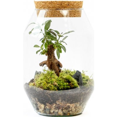 Gardners Skleněná dóza Verbena s korkovým špuntem, 22x14 cm - osázené Ficus Microcarpa Ginseng – Hledejceny.cz