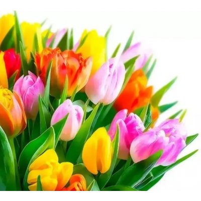 Gaira Malování podle čísel Tulipány – Hledejceny.cz