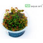 Ludwigia sp. Mini Super Red – Zboží Mobilmania