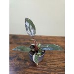 Philodendron Pink Princess mini – Sleviste.cz