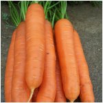 Mrkev pozdní Cidera Daucus carota semena mrkve 800 ks – HobbyKompas.cz