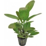 Echinodorus leopard - Šípatkovec leopardí – Zboží Dáma