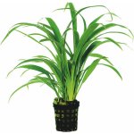Chlorophytum bichetii - Zelenec bichetův – Zboží Dáma