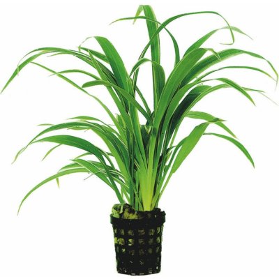 Chlorophytum bichetii - Zelenec bichetův – Zboží Dáma