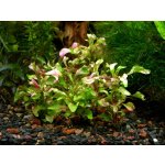 Alternanthera bettzickiana - Plevuňka červeně žíhaná – Zboží Dáma