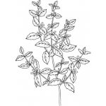 Alteya Meduňkový olej 100% bio 5 ml – Sleviste.cz