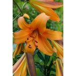 Lilie 'Orange Space' 1 ks – Zbozi.Blesk.cz