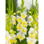 Mečík 'Buggy' 5 ks Velikost cibulí: 10/12 – Sleviste.cz