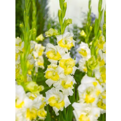 Mečík 'Buggy' 5 ks Velikost cibulí: 10/12 – Sleviste.cz