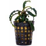 Bucephalandra Velvet – Sleviste.cz