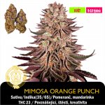 Barney's Farm Mimosa x Orange Punch Feminizováno semena neobsahují THC 1 ks – Zboží Dáma