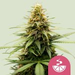 Royal Queen Seeds Lemon Skunk semena neobsahují THC 3 ks – Zboží Dáma