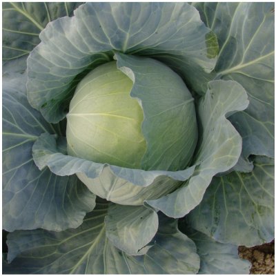 Zelí hlávkové bílé Polar - Brassica oleracea - semena zelí - 200 ks – Zboží Mobilmania