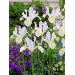 Kosatec 'White magic hollandica' 10 ks – Hledejceny.cz