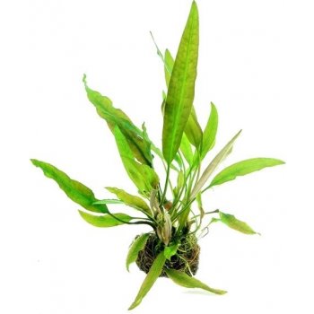 Cryptocoryne usteriana - Kryptokoryna kalatkolistá