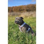 Obojky Andy Postroj Pivoňky – Sleviste.cz