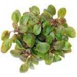 Lobelia cardinalis Mini – Hledejceny.cz