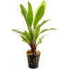 Akvarijní rostlina I--Z Echinodorus Green Pepper