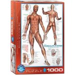 EuroGraphics Svalová soustava The Muscular System 1000 dílků – Zboží Mobilmania