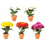 Nohel Garden Květina CHRYZANTÉMA PODZIM X5 aranžmá v květníku 30cm – Hledejceny.cz