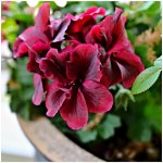 Muškát páskatý F1 Black Velvet Violet - Pelargonium zonale - semena - 6 ks – Zboží Dáma