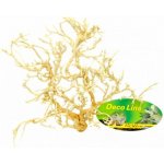 Lucky Reptile Desert Bush vybělené 15-20 cm – Zbozi.Blesk.cz