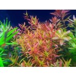 Rotala Vietnam H'ra – Hledejceny.cz