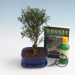 e-bonsai Pokojová bonsai sada – Sleviste.cz