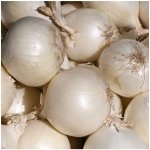Cibule sazečka Snowball - Allium cepa - cibulky - 500 g
